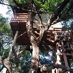 Casa na Árvore